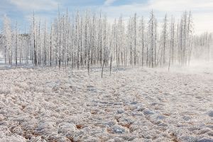 20090204_yellowstone_1555-2.jpg