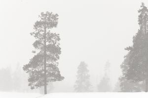 20090206_yellowstone_3116.jpg