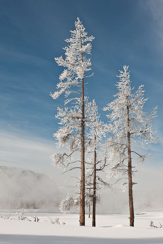 20090205_yellowstone_2410.jpg